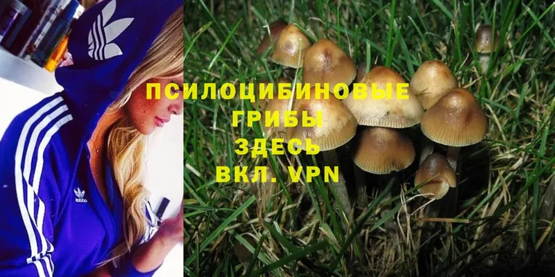 Галлюциногенные грибы Psilocybine cubensis  Верхняя Салда 